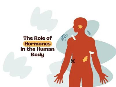 Hormones and Stimulants: How They Affect Your Body and Daily Health